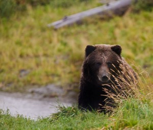 bear-2