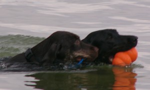 Brindle Puppies Swimming