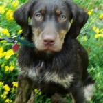 Brindle Puppy