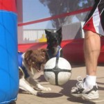 Brown Soccer Collie Brown Soccer Collie