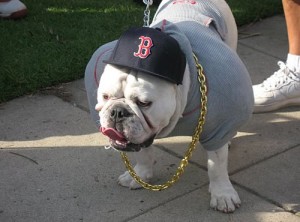 bulldog