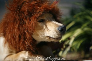 Derby Lion Closeup