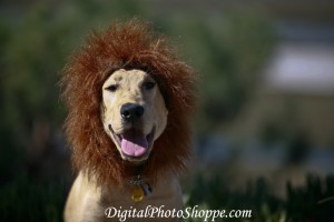 Derby Lion Front View