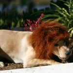 Derby The Lion Eating His Prey