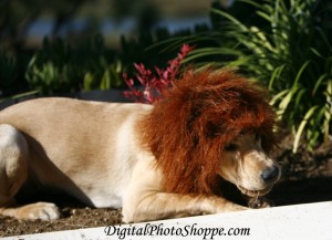 Derby Lion With Eating His Prey