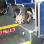 Dogs On The Bus