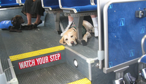 dog in bus