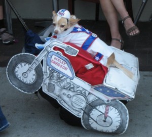 Evel Knievel Chihuahua