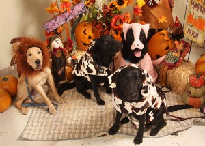 Farm Animals