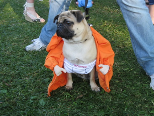 pictures of dogs in costumes. My most favorite costume of all: Flasher pug! – I like the little pug arms!