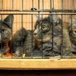 Kitties