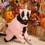 Labrador Retriever Pig