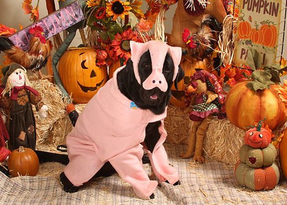 Halloween dressed up dogs