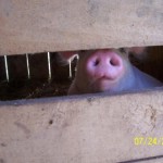 Pink Poking His Nose
