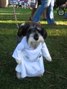 princess leia dog