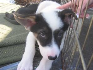 Shepherd Mix Puppy