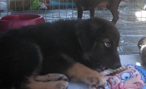 Shepherd Mix Puppy