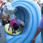 Surfing Pugs