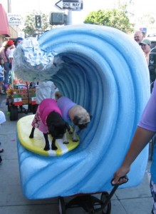 Surfing Pugs