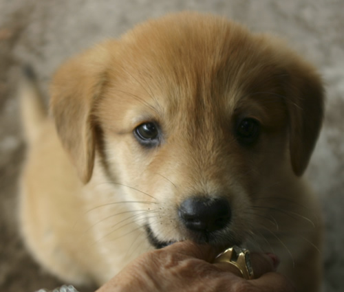 cute yellow labrador puppy. yellow Labrador Retriever…