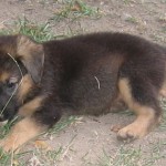 Cocoa Playing In The Dirt Cocoa Playing In The Dirt