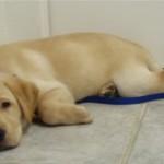 Derby Cooling Off On The Tile