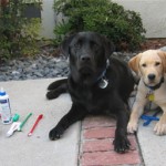 Dog Grooming