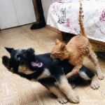 Dog Versus Cat Dog Versus Cat