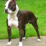 Pit bull