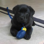 Stetson and his little toy Stetson and his little toy
