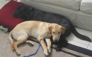 Stetson and Derby