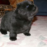 Guinea Pig or Puppy? Guinea Pig or Puppy?