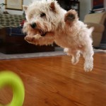 Air Puppy Air Puppy