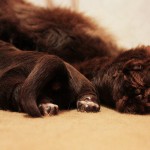 Big vs Little Paws Big vs Little Paws