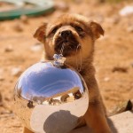 A Very Puppy Christmas