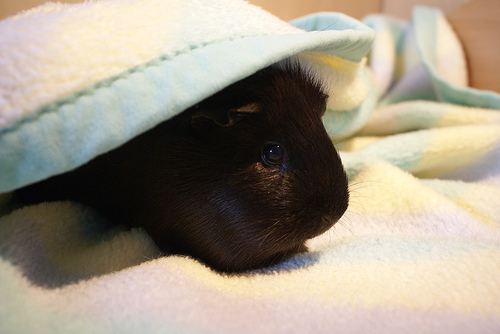 Sorry this was one of the best images I could find of a black guinea pig.