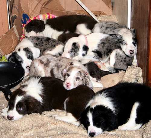 border collie puppies. and a Border Collie.