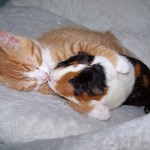 Kitty Loves The Guinea Pig
