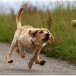 Running Yellow Lab Running Yellow Lab