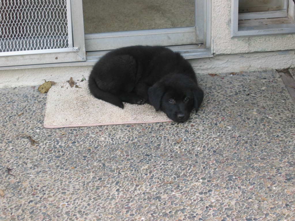 Australian Shepherd Mix, Linus the perfect puppy? Australian Shepherd Mix, Linus the perfect puppy?