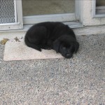 Australian Shepherd Mix Puppy - Linus