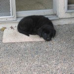 Australian Shepherd Mix Puppy - Linus