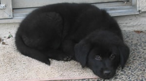 Baby Linus - The Australian Shepherd Mix Linus - The Australian Shepherd Mix