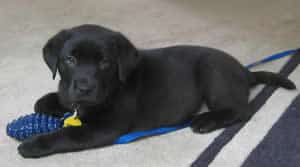 Baby Stetson - Black Labrador Retriever Stetson The Black Lab
