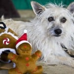Ralphie and Gingerbread House Dog Toy