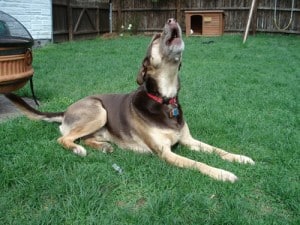 Brindle Lab Brindle Lab