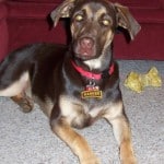 Ranger Brindle Lab