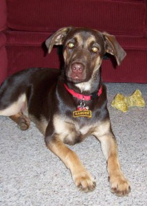 Ranger Brindle Lab Ranger Brindle Lab