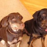 Tora and Maia
