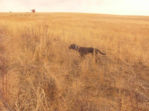 Brindle Labrador Retrievers Tora and Maia Brindle Labrador Retrievers Tora and Maia